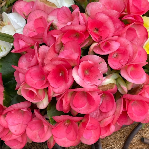 Meet your Posher - Picture 2 of 2